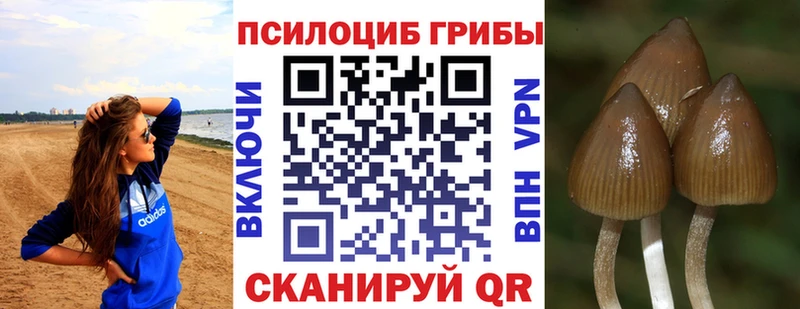 Псилоцибиновые грибы мицелий купить наркотик OMG зеркало Тихорецк