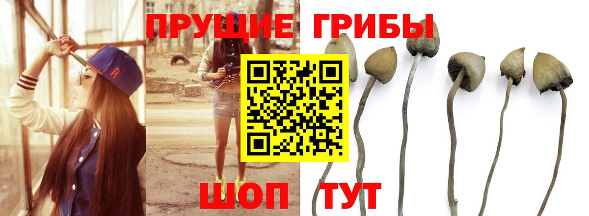 Тихорецк  Галлюциногенные грибы Psilocybe  Вход с VPN 
